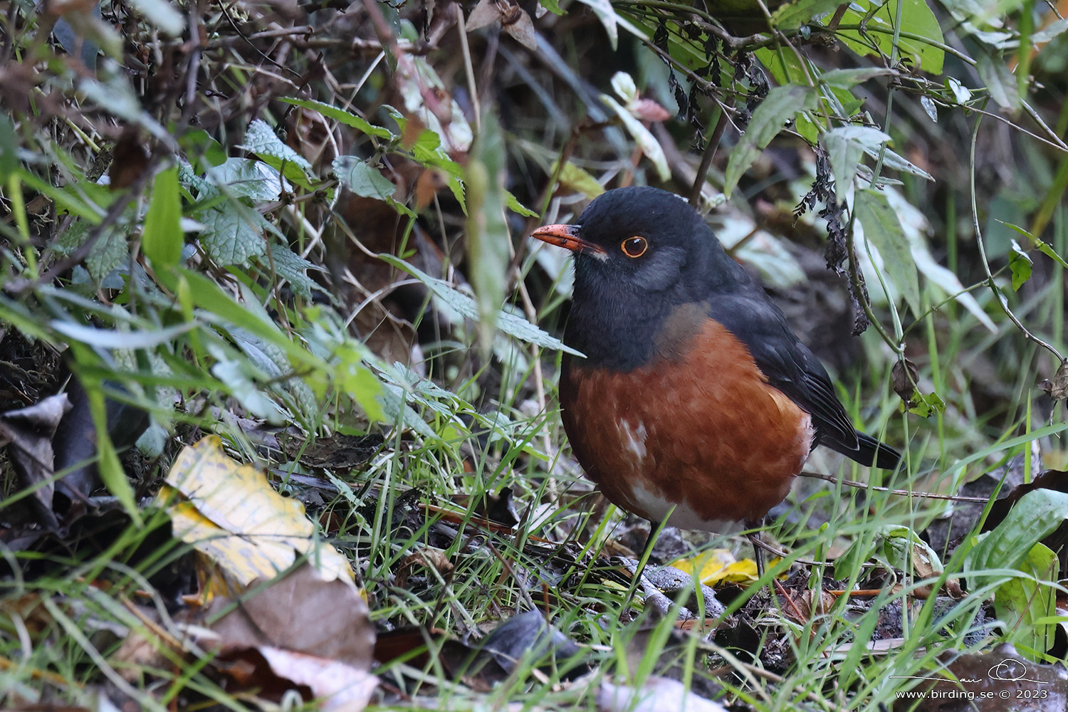 LA SELLE THRUSH (Turdus swalesi) - Stng / Close